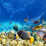 Wonderful and beautiful underwater world with corals and tropical fish.