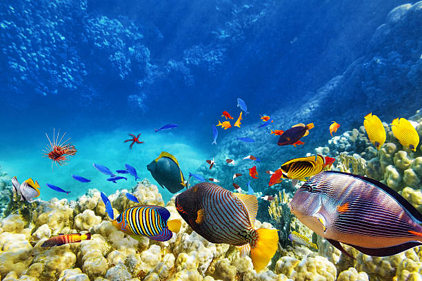 Dahab Escape — 5 Days