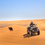 Merzouga, Morocco - February 25, 2016: A rider on a quad ATV drives over sand dunes passing camels as they wander under a blue sky on a sunny day in the Sahara Desert.