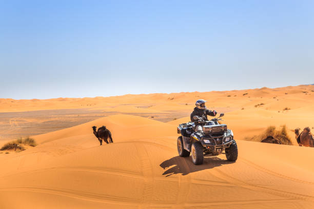 Merzouga, Morocco - February 25, 2016: A rider on a quad ATV drives over sand dunes passing camels as they wander under a blue sky on a sunny day in the Sahara Desert.