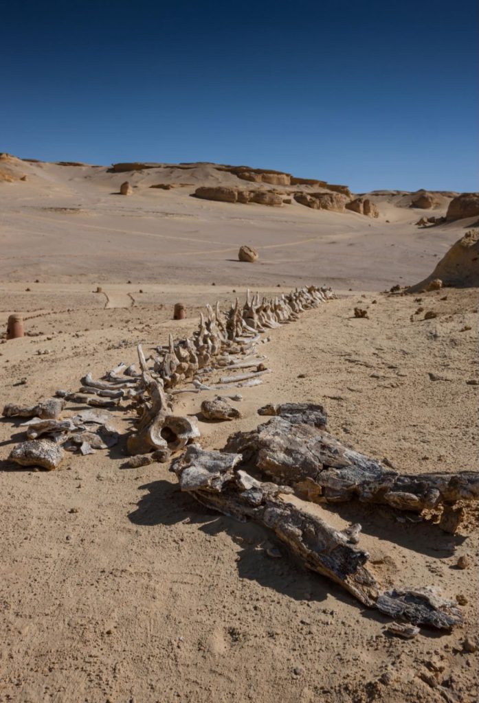 Fayoum Oases